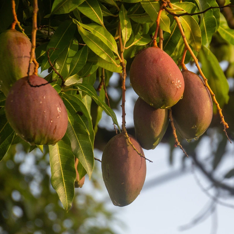 Amrapali mango sirajganj