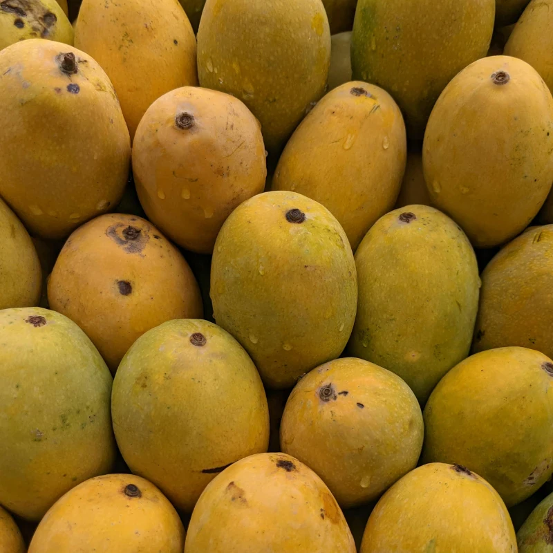 Himsagor mango rajshahi