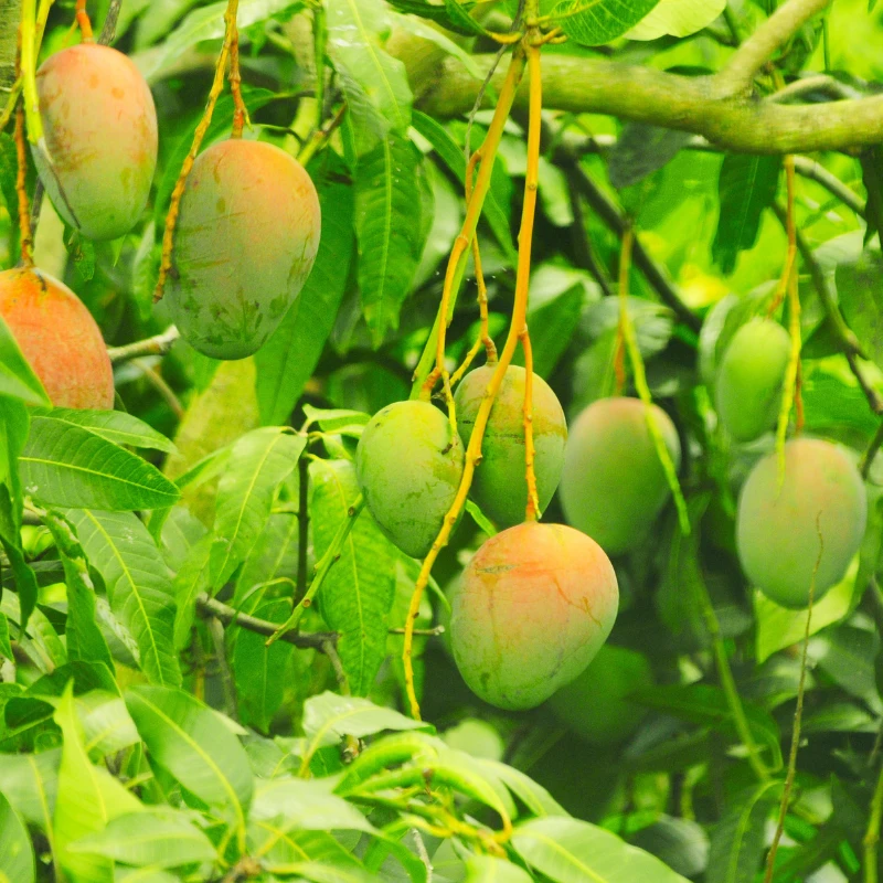 Lengra Mango 1KG Chapainababganj