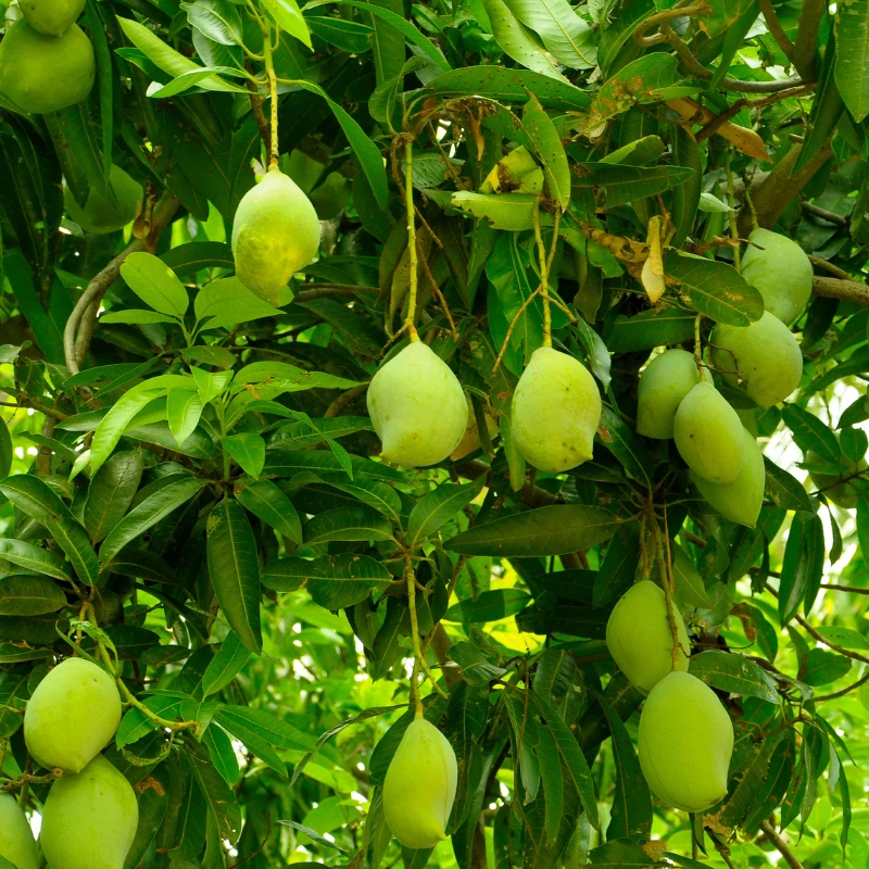 terbeka mango from bongo
