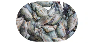 Farm Fish