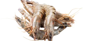 Prawns