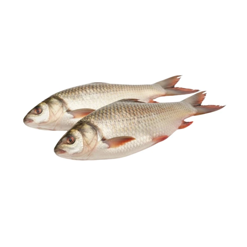 Rohu Fish (Rui)