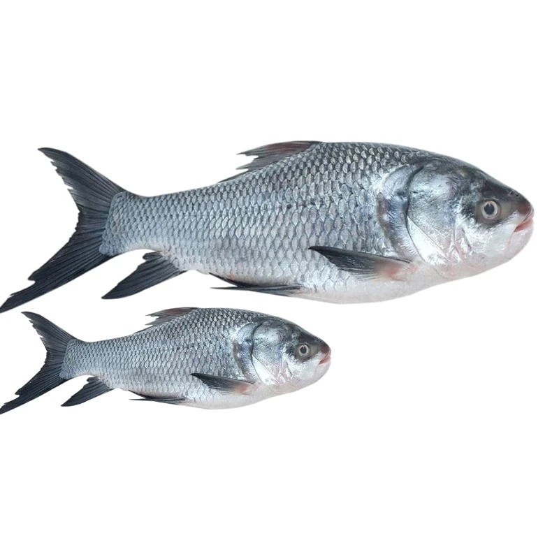 Catla Fish