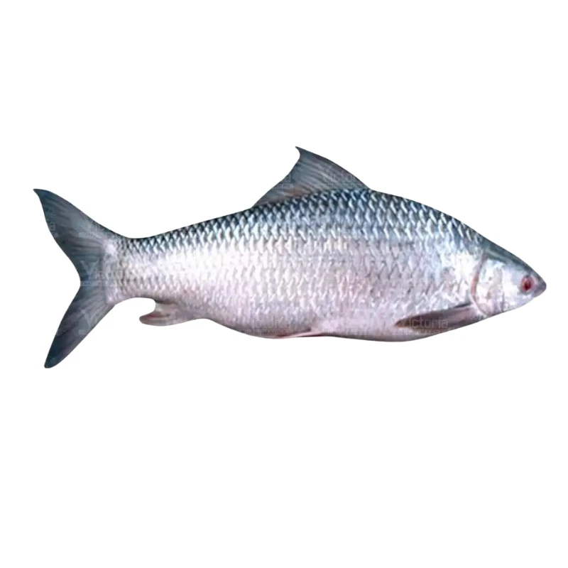 Mrigal Fish