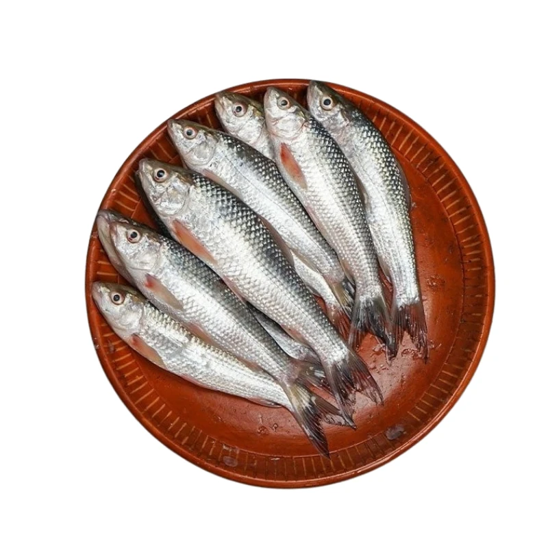Fresh Bata Fish