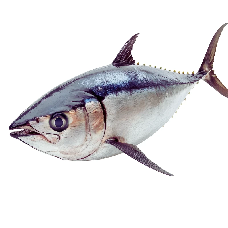 Fresh Tuna Fish