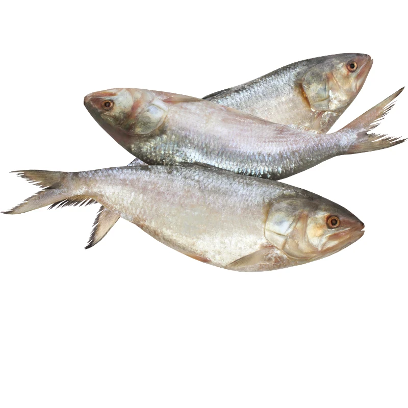 Hilsa Fish (Ilish) King Size