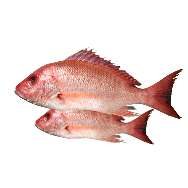 Coral Fish (Lal Coral / Rupchanda Coral)