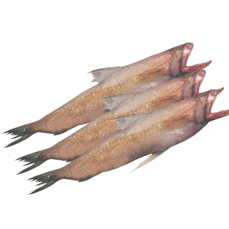 Loitta Fish (Bombay Duck)